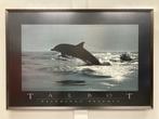 Dolfijn foto print ingelijst., Ophalen, 50 tot 75 cm, Zo goed als nieuw, 75 tot 100 cm