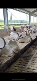 Space tube ligboxen koeien, Dieren en Toebehoren, Stalling en Weidegang, Opfok, 1 paard of pony