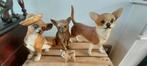 Chihuahua beeldjes, Verzamelen, Ophalen of Verzenden, Zo goed als nieuw