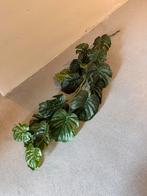 Kunstplant Hangtak 186cm - Decoratief en Flexibel, Huis en Inrichting, Kamerplanten, Overige soorten, 150 tot 200 cm, Groene kamerplant