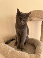Grijze birtse korthaar kitten meisje, Poes