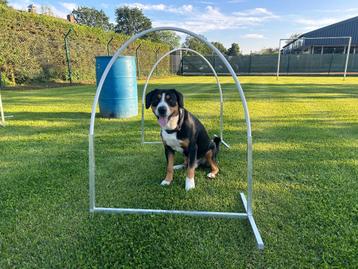 Hoops voor hoopers beschikbaar voor biedingen