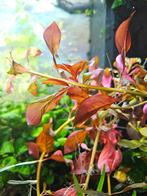 Rubin. Ludwigia repens, Vis