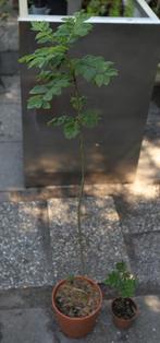 Es (Fraxinus excelsior)., Tuin en Terras, Planten | Bomen, Lente, Minder dan 100 cm, Volle zon, In pot