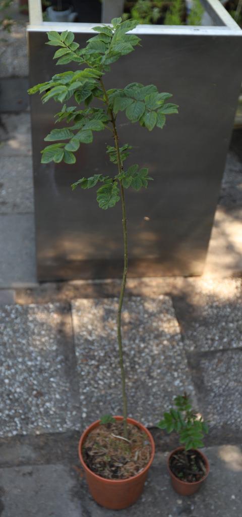 Es (Fraxinus excelsior)., Tuin en Terras, Planten | Bomen, Overige soorten, Minder dan 100 cm, Volle zon, Lente, In pot, Ophalen of Verzenden