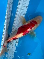 50 cm Sanke koi, Dieren en Toebehoren, Vissen | Vijvervissen, Karper of Koi