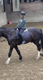 bijrijdster aangeboden, Dieren en Toebehoren, Ophalen, Nieuw