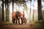 Verzorger gezocht in vakanties SINT-ANTHONIS, Dieren en Toebehoren, Stalling en Weidegang, 2 of 3 paarden of pony's