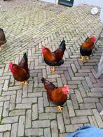 Welsummer Hanen! Super mooi! Niet voor de slacht!!, Dieren en Toebehoren, Mannelijk, Kip