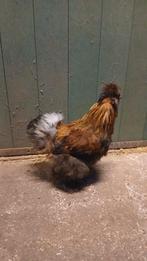 Gratis jonge zijdehoender haantjes, Dieren en Toebehoren, Pluimvee, Mannelijk, Kip