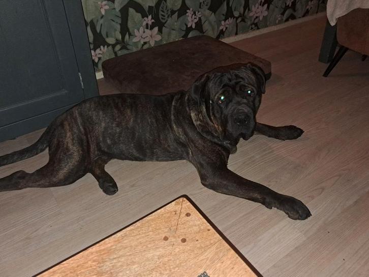 Lieve hond zoekt gouden mandje, Dieren en Toebehoren, Honden | Bulldogs, Pinschers en Molossers, Reu, Overige rassen, Particulier