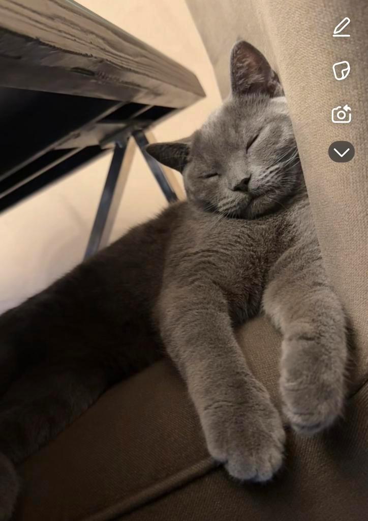 Lieve rustige britse korthaar, Dieren en Toebehoren, Katten en Kittens | Raskatten | Korthaar, Kater, 0 tot 2 jaar, Ontwormd, Ingeënt