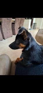 Lieve pups te koop herderbloed, Dieren en Toebehoren, Honden | Teckels en Dashonden, Standaard, 8 tot 15 weken, Korthaar, Meerdere