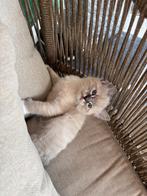 2 ragdoll broertjes, Dieren en Toebehoren, Katten en Kittens | Raskatten | Korthaar, Kater, Gechipt, 0 tot 2 jaar