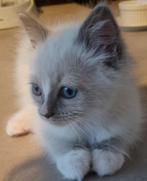 Ragdoll kittens stamboom - erkende cattery/geteste ouders, Dieren en Toebehoren, Katten en Kittens | Raskatten | Langhaar, Meerdere dieren