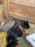 Jonge schattige konijntjes te koop, Dieren en Toebehoren, Konijnen, Groot, 0 tot 2 jaar