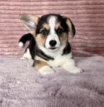 Welsh corgi pup teefje, Dieren en Toebehoren, CDV (hondenziekte), Meerdere, Teef, 8 tot 15 weken