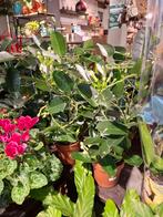 Stephanotis (bruidsbloem), Overige soorten, In pot, Minder dan 100 cm, Bloeiende kamerplant