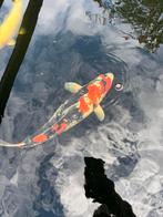Diverse japanse koi., Dieren en Toebehoren, Vissen | Vijvervissen, Karper of Koi