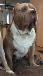 American Bully XL Lilac-Merle, Dieren en Toebehoren, Rabiës (hondsdolheid), Reu, Eén hond, 3 tot 5 jaar