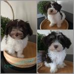 Prachtige havanezer pups, Dieren en Toebehoren, Honden | Chihuahua's en Gezelschapshonden, 8 tot 15 weken, Meerdere, Nederland