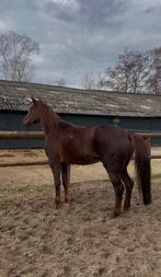 Grote drie jarige merrie, Dieren en Toebehoren, Paarden, Merrie, 160 tot 165 cm, Recreatiepaard, 3 tot 6 jaar
