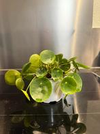 Pannenkoekenplant Pilea Pilea peperomioides, Groene kamerplant, Ophalen of Verzenden, Groenteplant, Minder dan 100 cm