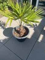Trachycarpus Fortunei Palmboom 🌴, Ophalen, Vaste plant, Overige soorten, Volle zon