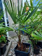 Trachycarpus fortunei,25 euro van foto 1, Tuin en Terras, Lente, Minder dan 100 cm, Palmboom, Ophalen