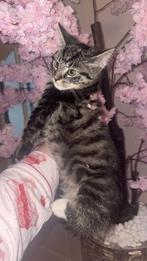 1 Laatste x brits korthaar kitten kater mag  gelijk mee, Meerdere dieren