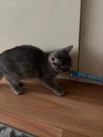 Kitten, Dieren en Toebehoren, Katten en Kittens | Raskatten | Korthaar, Kater, Ingeënt, 0 tot 2 jaar