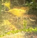 Citroen garnalen, Dieren en Toebehoren, Vissen | Aquariumvissen, Kreeft, Krab of Garnaal