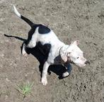 Te koop zwartwitte xl bully x pocket bully London genaamd., Dieren en Toebehoren, Rabiës (hondsdolheid), 15 weken tot 1 jaar, Teef