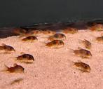 Pantsermeerval orange venezuala (Corydoras), Vis, Zoetwatervis, Schoolvis