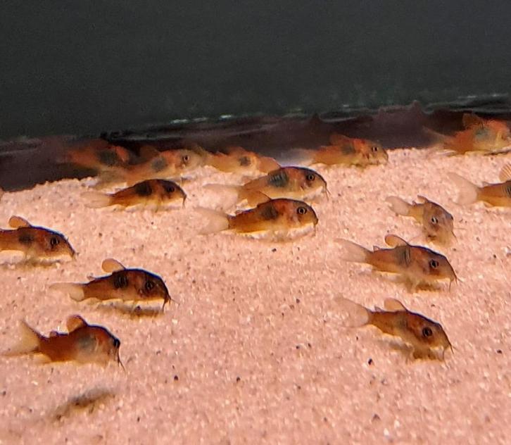 Pantsermeerval orange venezuala (Corydoras), Dieren en Toebehoren, Vissen | Aquariumvissen, Zoetwatervis, Vis, Schoolvis
