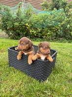 Nog 3 knappe pups te koop, Dieren en Toebehoren, Honden | Jack Russells en Terriërs, Jack Russell Terriër, CDV (hondenziekte)