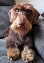 Ruwhaar dwerg teckel choco tan, Reu, CDV (hondenziekte), Eén hond, 3 tot 5 jaar