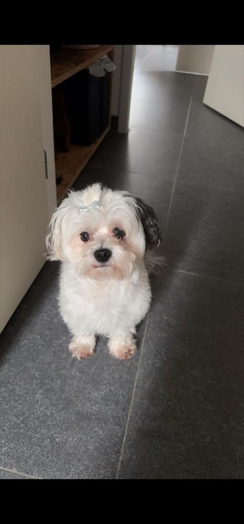 Logeeradres voor mijn boomertje, Dieren en Toebehoren, Overige Dieren, Mannelijk, Voor 1 juli 2024
