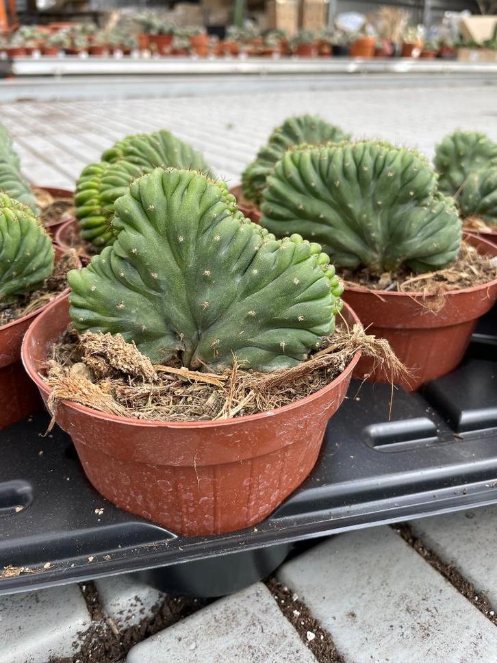 Cactus Tricocereus Pachanoi( San Pedro) Cristaten 11 cm pot., Huis en Inrichting, Kamerplanten, Cactus, Minder dan 100 cm, Bloeiende kamerplant