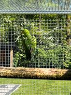 Roodvleugel man., Dieren en Toebehoren, Mannelijk, Parkiet, Geringd