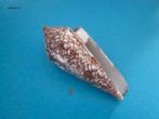 Schelpen: Conidae 2, Verzenden, Schelp(en)
