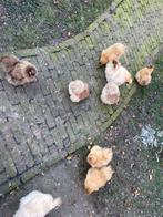 Mooi toom zijdehoender kriel kippen, Dieren en Toebehoren, Meerdere dieren, Kip