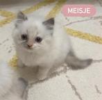 Ragdoll kittens, Dieren en Toebehoren, Katten en Kittens | Overige Katten, Meerdere dieren