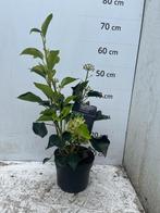 Hedera Helix Arborescens - Struikklimop, Tuin en Terras, Ophalen, Zomer, Halfschaduw