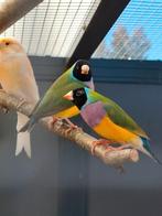 Gouldamadine zwartkop, Dieren en Toebehoren, Vogels | Overige Vogels, Meerdere dieren, Tropenvogel
