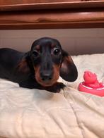 Te koop kortharige black and tan dwergteckel pups, Parvo, Nederland, 8 tot 15 weken, Korthaar