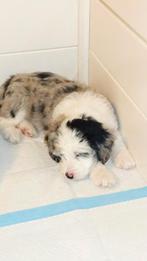 De mooiste, slimste en liefste kruising en verharen amper, 8 tot 15 weken, Meerdere, Meerdere dieren, Middel