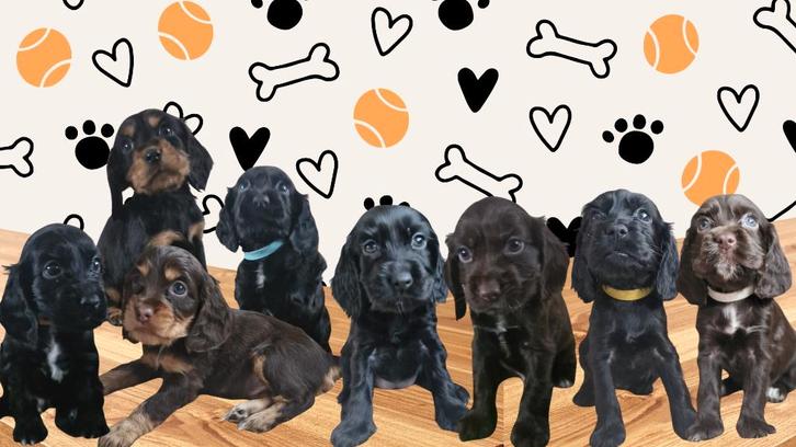 Cocker Spaniël pups, Dieren en Toebehoren, Honden | Retrievers, Spaniëls en Waterhonden, Meerdere dieren, Spaniël, Particulier