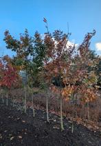 Amerikaanse eiken , Quercus Rubra, Tuin en Terras, Planten | Bomen, Ophalen of Verzenden, Volle zon, Overige soorten