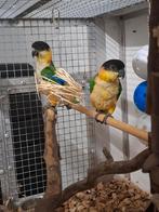 Koppel Caique's, Dieren en Toebehoren, Vogels | Parkieten en Papegaaien, Meerdere dieren, Papegaai, Geringd